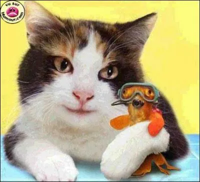 A quel proverbe vous fait penser cette image ? ( suite de la question 12 et 13).