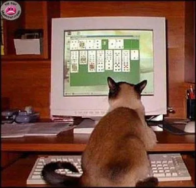 A quoi joue ce chat ?
