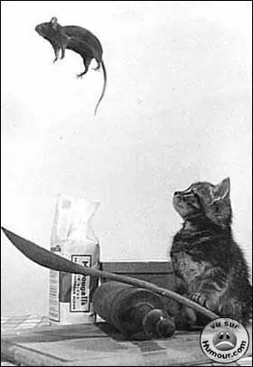 A votre avis, que dit la maman de ce chat ?