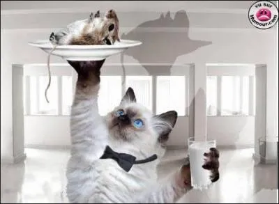 Et une souris strogonoff, une. Quel est le mtier de ce chat ?