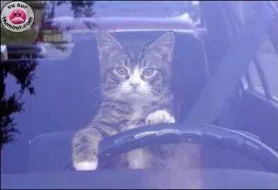 Chrie, le chat a encore piqu les clefs de la bagnole. Les jeunes peuvent conduire accompagns  partir de ...