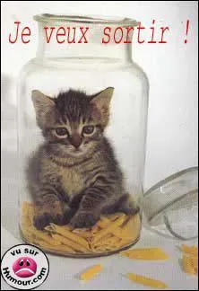 Ah, c'est malin, comment on va te sortir de l. Avec quel type de ptes ce chat s'est-il enferm ?