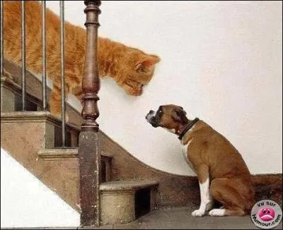 Et c'est qui le chef ici ? Quelle race de chien est impression par ce chat ?