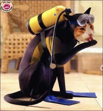 Ce chat est habill en tenue de ...