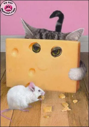 A la chasse, les chats, c'est vraiment des malins, ils se camouflent. Derrire, quel type de fromage se cache ce chat ?