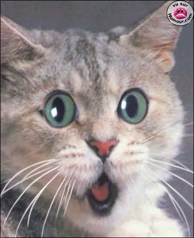 Que peut-on voir sur le visage de chat ?