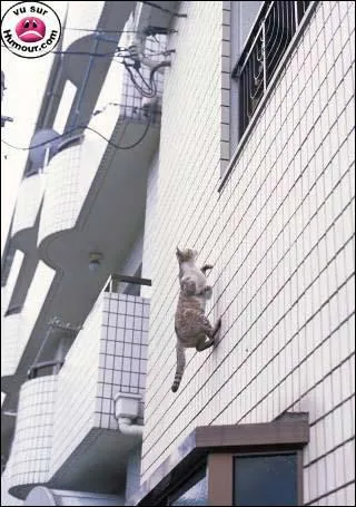 Ce chat se prend pour ... .