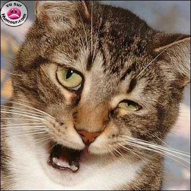 Car si vous buvez trop, le lendemain voius chopez la geule de ...