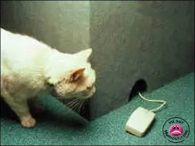 Ce chat n'a pas tout compris. Avec quel objet trouve-t-on ce type de souris ?