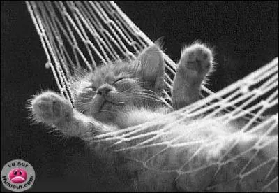 Les chats, c'est vraiment des fainants. Dans quoi se repose ce chat ?