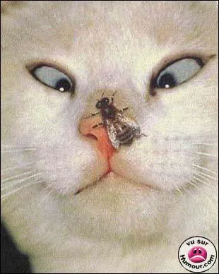 Ce chat prend la mouche. Que signifie l'expression prendre la mouche ?