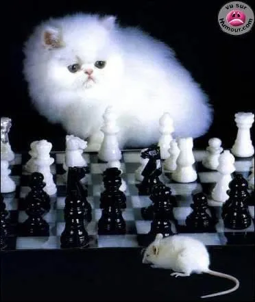 A quoi joue ce chat et cette souris ?