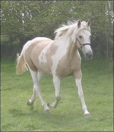 Quelle est la robe du paint horse (le plus souvent) ?
