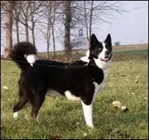 Quelle est cette race de chien ?