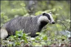 On le trouve dans la fort, c'est ... ... .