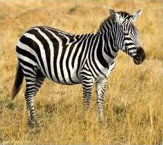 Quiz Animaux