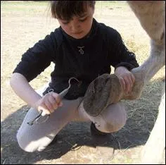 La bonne position  avoir quand tu cures les pieds de ton poney :