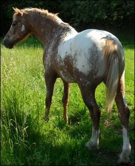 Un poney rouan a :