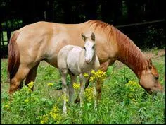 Pour descendre de ton poney, tu dois :