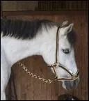 Un poney  la robe grise :