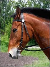 La ttire est une partie de la bride qui passe :