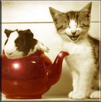 Est-ce que les cochons d'inde peuvent s'entendre avec d'autres animaux de compagnie ?