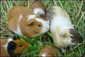 Quel est l'autre nom du cochon d'inde ?