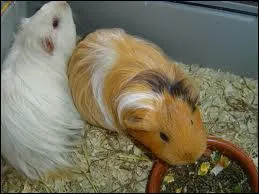 Quelle est la race de cochon d'inde sur la photo ?