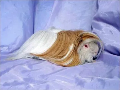 Quelle est la race de cochon d'inde sur la photo ?