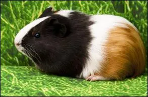 Quelle est la race de cochon d'inde sur la photo ?