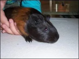 Que font-ils quand ils ont faim ?