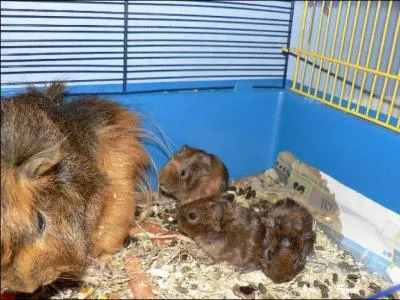 Combien dure la gestation des petits ?