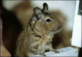 Comment se nomme cet animal ?