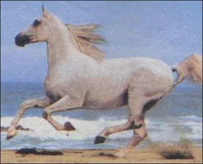 Quelle est l'allure de ce cheval ?