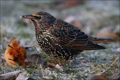 Cet oiseau est un Etourneau Sansonnet. Que veut dire l'expression franaise 'la roupie de sansonnet' ?