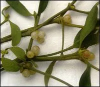 Le gui est-il une plante toxique, et si oui, de quelle partie de la plante faut-il se mfier ?