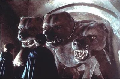 Comment s'appelle le chien  3 ttes ?