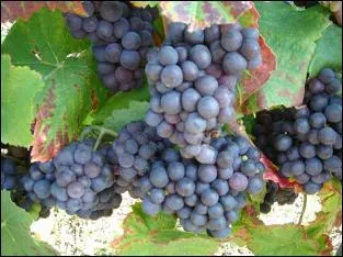 'Octobre en bruine, hiver en... '