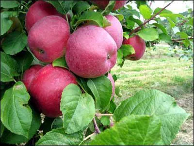 ' la bonne Dame de septembre, tout fruit est bon ... '