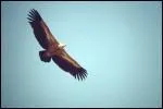 Ce rapace  l'envergure impressionnante est ?