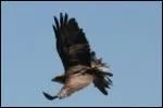 De quel rapace s'agit-il ?