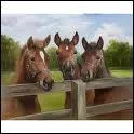 Le cheval préfère...