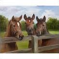 Quiz Galop 1
