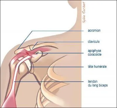 Quelle est cette partie du corps ?