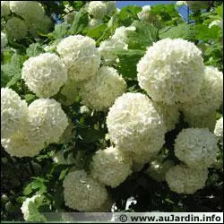 Quel est le vritable nom de l'arbuste appel Boule de neige ?