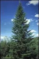 Depuis environ 680, le sapin devint l'arbre de l'enfant Jsus en Allemagne , car le Moine St Boniface voulut convaincre les druides que le chne n'tait pas un arbre sacr, que se passa-t-il ?