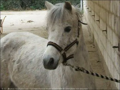 Quelle est cette race ?