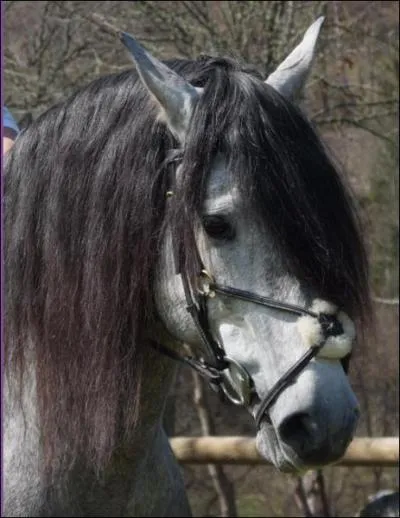 Quelle est cette race ?