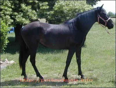 Quelle est cette race ?