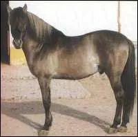 Quelle est cette race ?